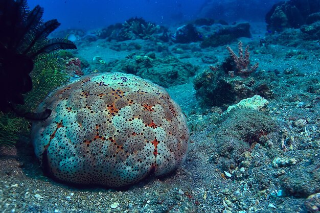 Zdjęcie rafa koralowa pod wodą / laguna z koralowcami, podwodny krajobraz, nurkowanie z rurką