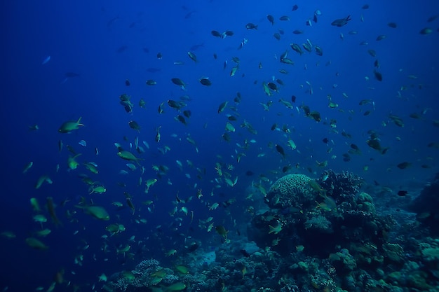 rafa koralowa podwodna laguna z koralowcami, podwodny krajobraz, wycieczka snorkelingowa /