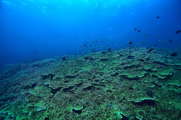 rafa koralowa podwodna / morska laguna koralowa, ekosystem oceaniczny