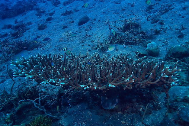 rafa koralowa podwodna / morska laguna koralowa, ekosystem oceaniczny