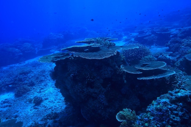 rafa koralowa podwodna / morska laguna koralowa, ekosystem oceaniczny