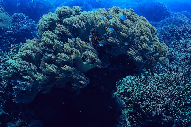 rafa koralowa podwodna / morska laguna koralowa, ekosystem oceaniczny