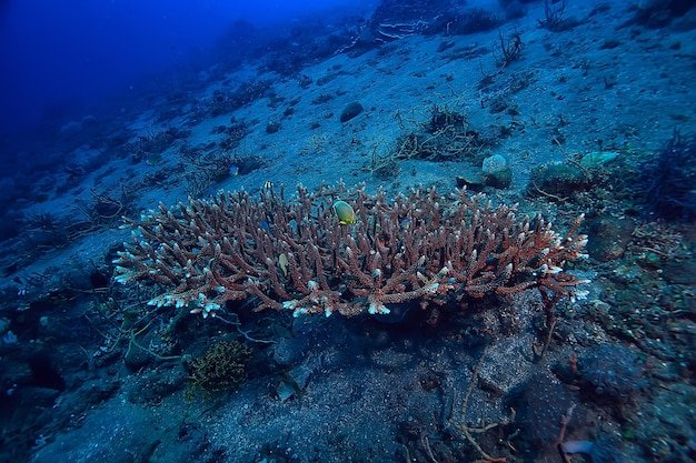 rafa koralowa podwodna / morska laguna koralowa, ekosystem oceaniczny