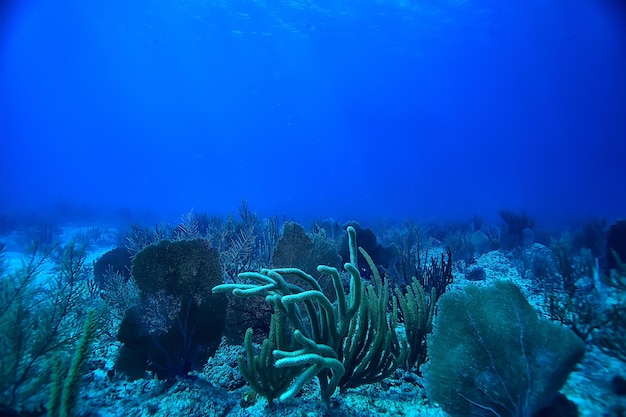 rafa koralowa podwodny krajobraz, laguna w ciepłym morzu, widok pod wodnym ekosystemem