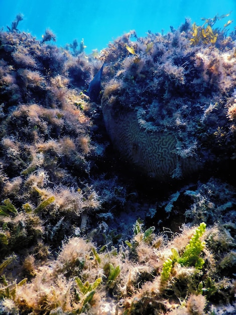 Rafa krajobrazu podwodnego z algami Niebieski pod wodą