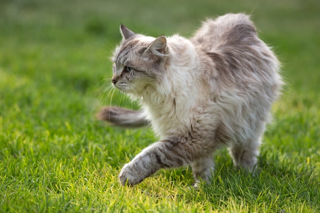 Ragdoll Cat Walking na zielonej trawie