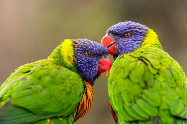 Zdjęcie rainbow lorikeet parrot