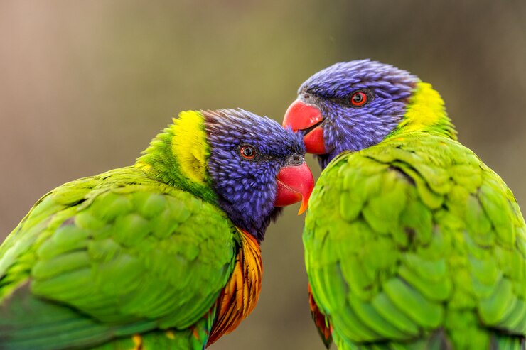 Rainbow Lorikeet Parrot