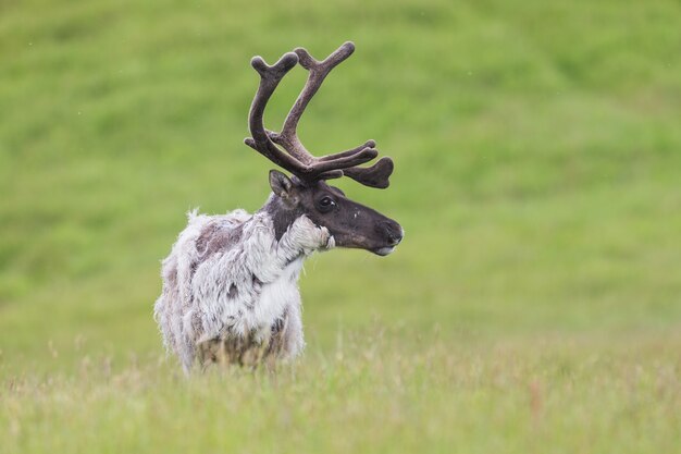 Raindeer Rangifer Tarandus Caribou – Samiec Latem