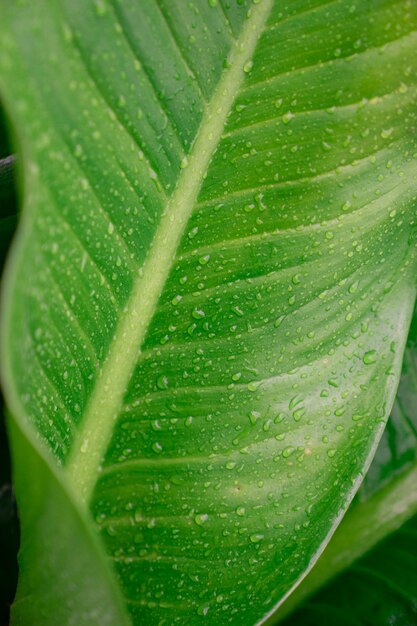 Raindrops na zielonym tropikalnym roślina urlop tekstury tle
