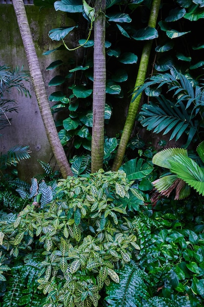 Rainforest szczegóły naziemnych roślin i drzew