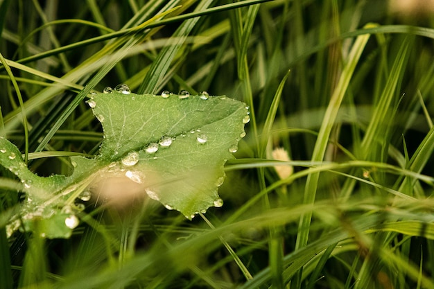 Zdjęcie rainy day