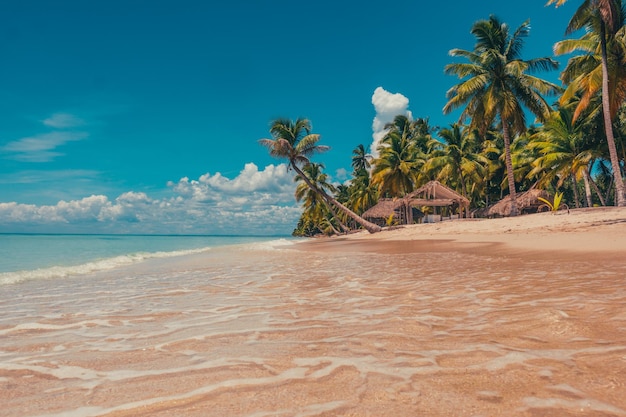 Zdjęcie rajska plaża na karaibach