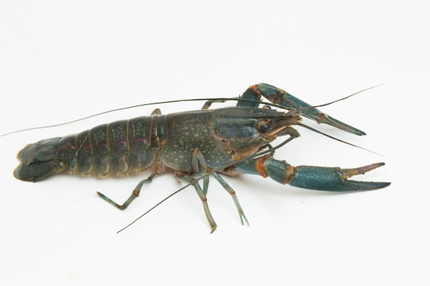 Raki Słodkowodne Procambarus Clarkii Na Białym Tle