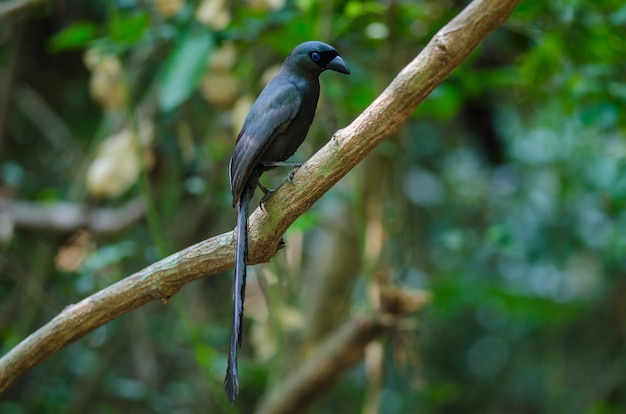 Rakieta tailed Treepie. (Crypsirina temia)