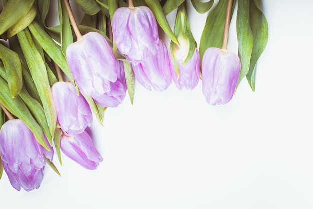 Rama liliowe tulipany na białym tle, do projektowania