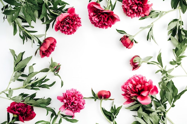 Rama różowa piwonia kwiaty na białym tle. Płaski układanie, widok z góry