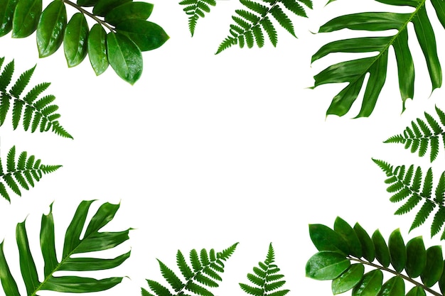 Rama tropikalny zielony liść