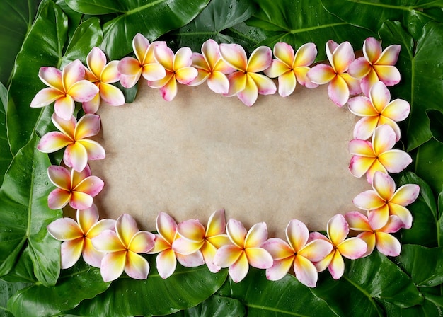Zdjęcie rama wykonana z kwiatów frangipani