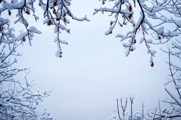 Rama z nagich, pokrytych śniegiem gałęzi drzew na krańcach nieba. Skopiuj miejsce. Zimowe tło.