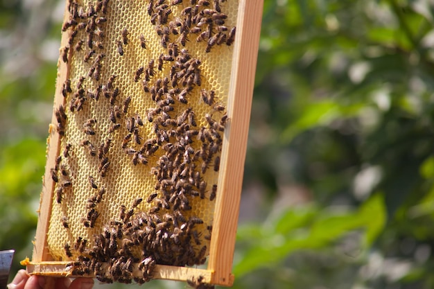 Rama z plastrami miodu i pszczołami selektywne skupienie pszczół na plastrach miodu z pasieki