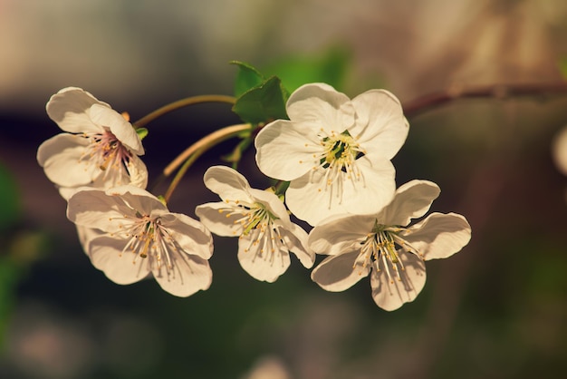Rama z wiśniowymi kwiatami