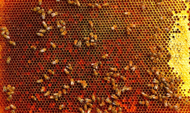 Ramka pyłku w kolorze miodu w ulu Abstrakcyjne tło naturalne