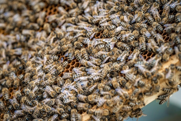 Ramka woskowa w produkcji miodu pszczelego