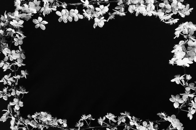 Ramka z białych kwiatów na czarnym tle Czarnobiałe zdjęcie monochromatyczne Pocztówka copy space
