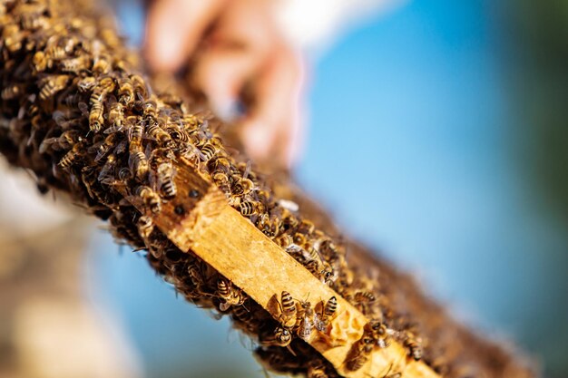 Ramki ula Pszczoły pracujące w ulu Pszczoły zamieniają nektar w miód