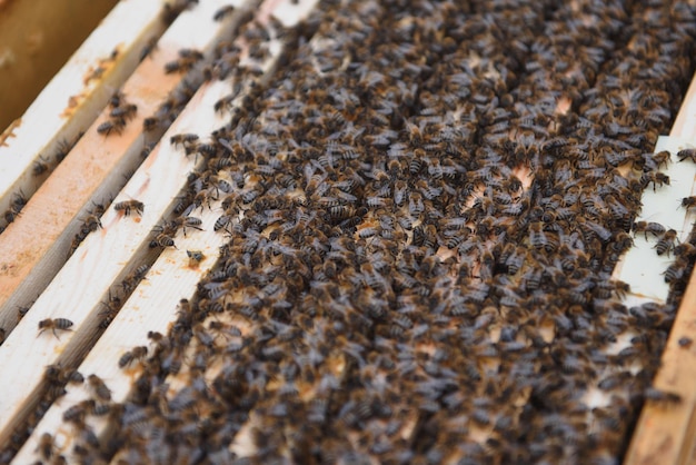 Ramki ula Widok z bliska otwartego korpusu ula przedstawiający ramki wypełnione przez pszczoły miodne