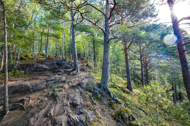 Rampestreken w Andalsnes Norwegia Słynny turystyczny punkt widokowy