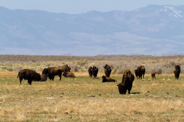 Ranczo Buffalo na Środkowym Zachodzie.