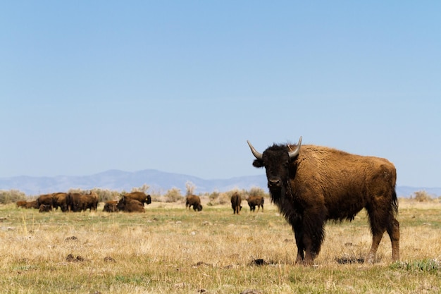 Zdjęcie ranczo buffalo na środkowym zachodzie.