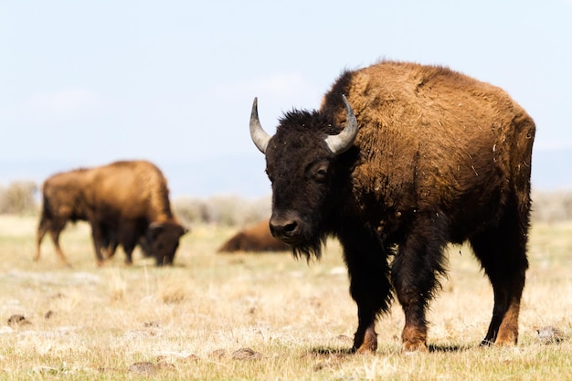 Ranczo Buffalo na Środkowym Zachodzie.