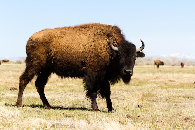 Ranczo Buffalo na Środkowym Zachodzie.