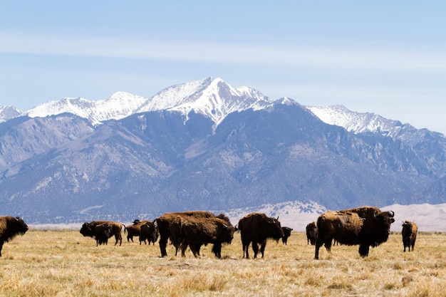 Ranczo Buffalo na Środkowym Zachodzie.