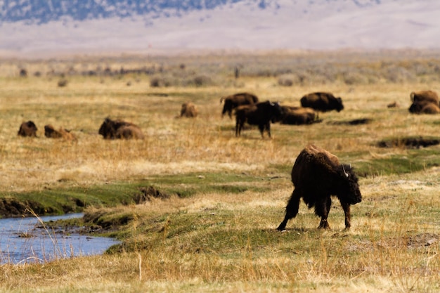 Ranczo Buffalo na Środkowym Zachodzie.