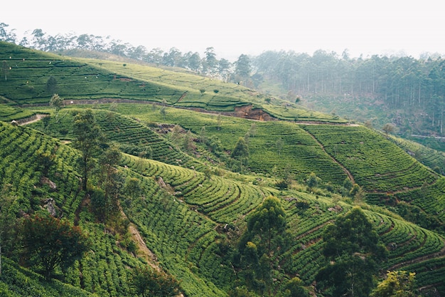 Ranek Zaświeca Na Plantaci Herbaty W Sri Lanka