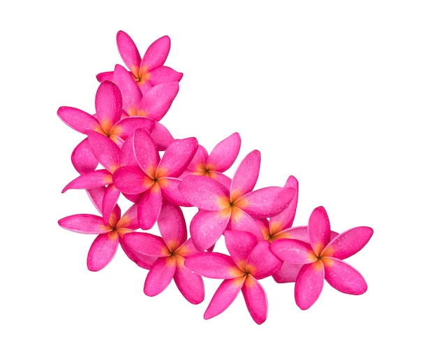Rangipani (plumeria) kwiaty na białym tle