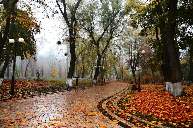 Zdjęcie rano jesień mglisty park. jasne tło jesień.