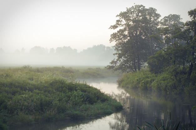 Rano na rzece wczesnym rankiem trzciny mgła mgła i powierzchnia wody