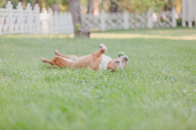 Rano pies rasy American Staffordshire Terrier