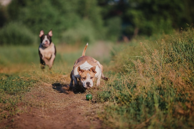 Rano pies rasy American Staffordshire Terrier