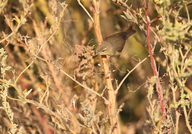 Rano szyfonowata (Phylloscopus collybita) Zbliżenie na gałęzie krzewów w naturalnym środowisku w miękkim świetle poranka. Ptak w upierzeniu zimowym