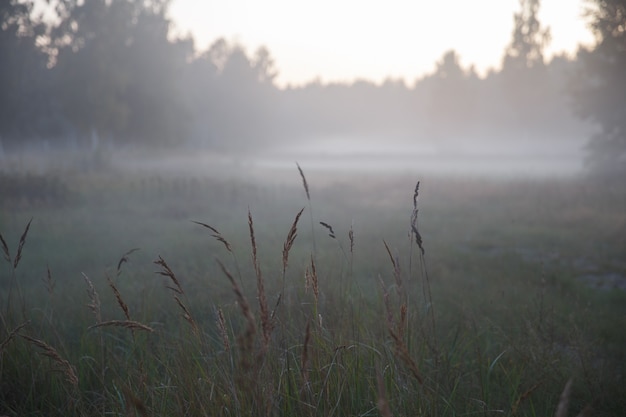 Rano w jesiennym lesie sosnowym, mgła w jesiennym lesie. Krajobraz w ciemnych kolorach. Łotwa