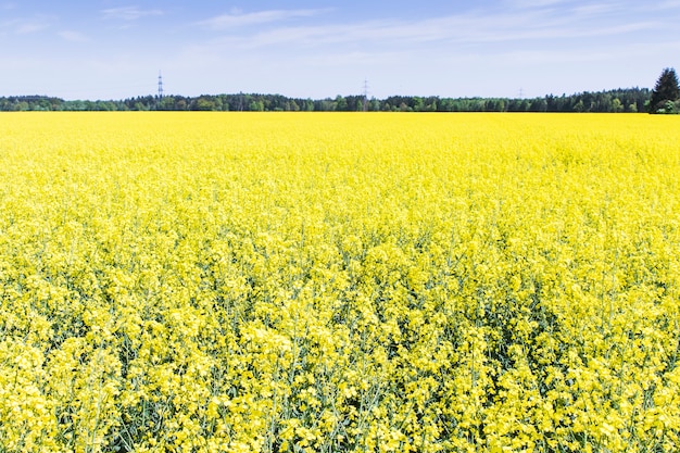 Rapeseed pole z niebieskim niebem