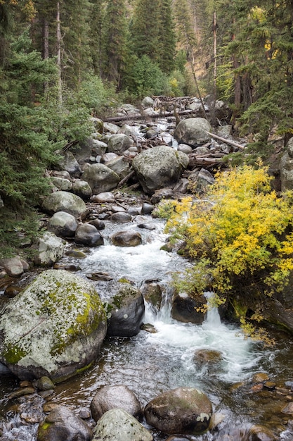 Rapids W Yellowstone