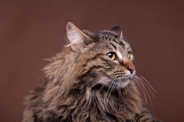 Rasa Maine Coon Na Zdjęciu Studyjnym Na Brązowym Tle