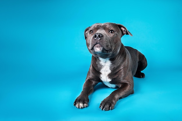 Rasowy American Staffordshire Terrier leżący w studio na niebieskim tle patrząc na kamery